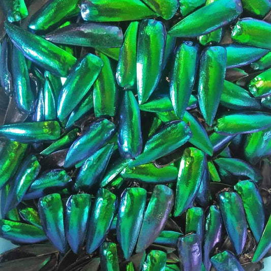 Jewel Beetle Wings UNDRILLED NO-HOLE 100 Pcs Natural Wings - Metallic Iridescent Green