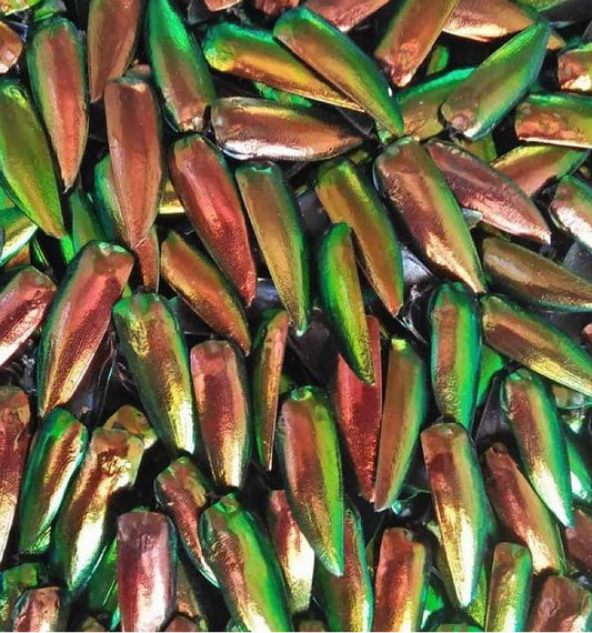 Jewel Beetle Wings UNDRILLED NO-HOLE 100 Pcs Natural Wings - REDDISH Green