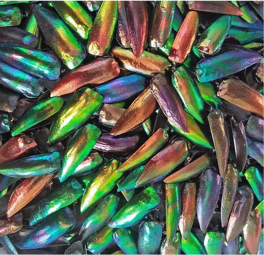 Jewel Beetles Wings UNDRILLED NO-HOLE 100 Pcs Natural Wings - Special RARE Color