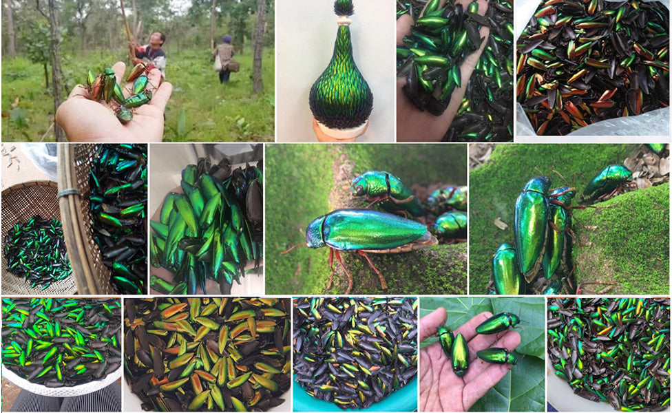 Jewel Beetle Wings UNDRILLED NO-HOLE 100 Pcs Natural Wings - OVAL  4 X 6 MM