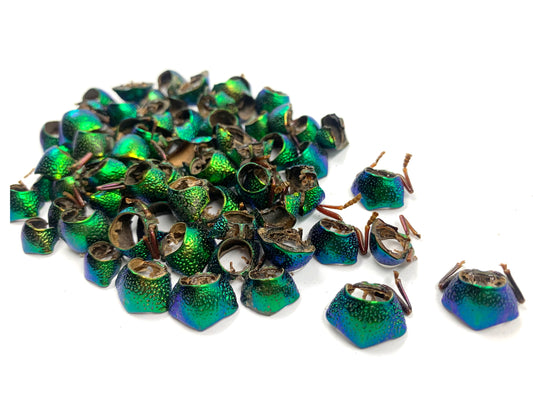 Jewel Beetle Elytra Natural Wings for Art Craft Sculpture design (100 NECK)
