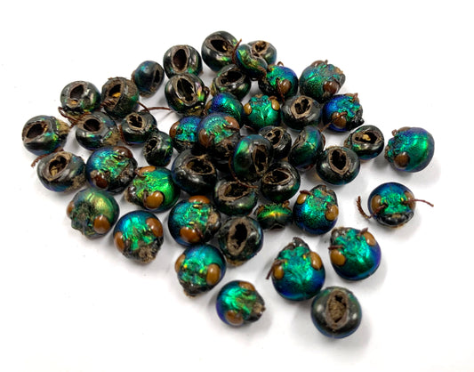 Jewel Beetle Elytra Natural Wings for Art Craft Sculpture design (100 HEAD)