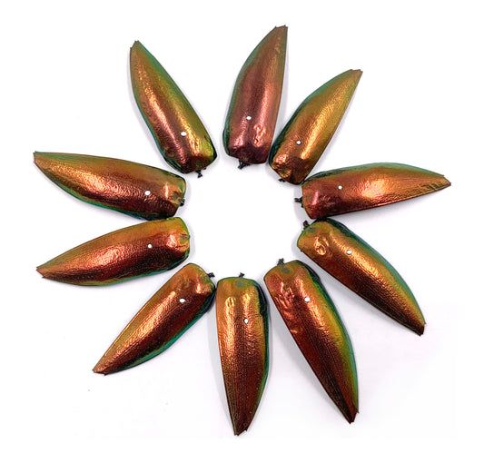 Jewel Beetle Wings DRILLED with HOLE 100 Pcs Natural Wings - REDDISH Green TOP 2