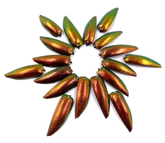 Jewel Beetle Wings DRILLED with HOLE 100 Pcs Natural Wings - REDDISH Green TOP 1