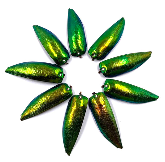 Jewel Beetle Wings DRILLED with HOLE 100 Pcs Natural Wings - YELLOWISH Green TOP 1