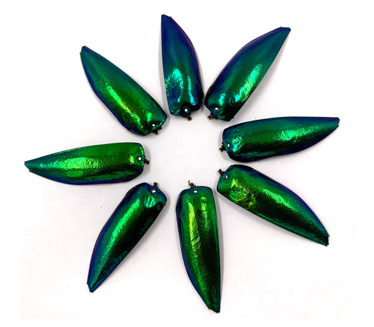 Jewel Beetle Wings DRILL with HOLE 100 Pcs Natural Wings - Green TOP 1