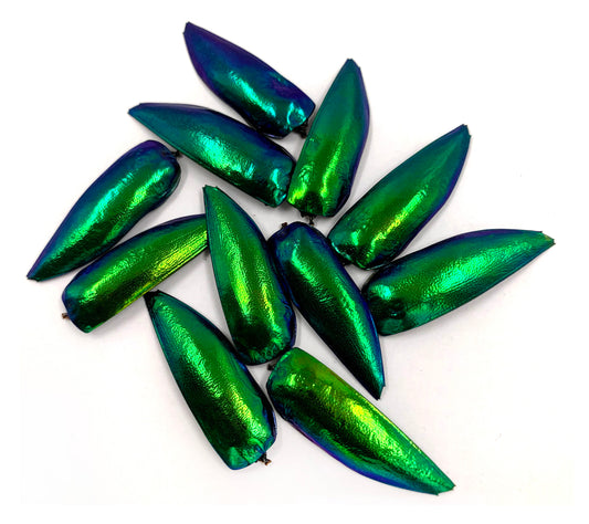 Jewel Beetle Wings UNDRILLED NO-HOLE Taxidermy Beads (100 Wings)