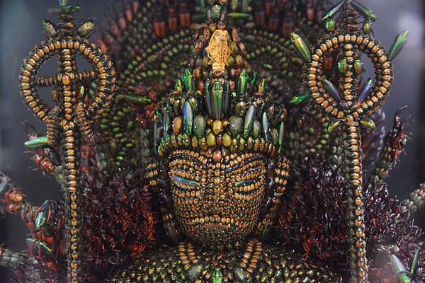 Jewel Beetle Taxidermy Elytra Natural WHOLE Beetles (RED 5)