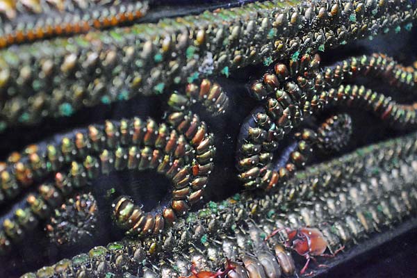 Jewel Beetle Taxidermy Elytra Natural WHOLE Beetles (RED 5)