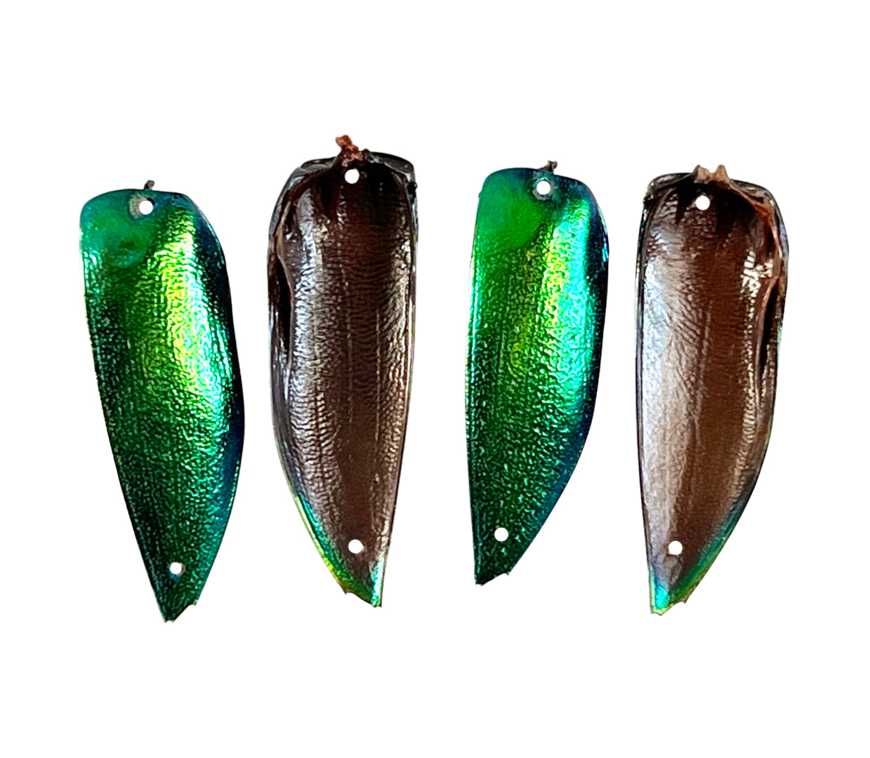Jewel Beetle Wings DRILLED with HOLE 100 Pcs Natural Wings - Green 2holes B