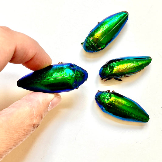 Jewel Beetle Taxidermy Elytra Natural WHOLE Beetles (GREEN 5)