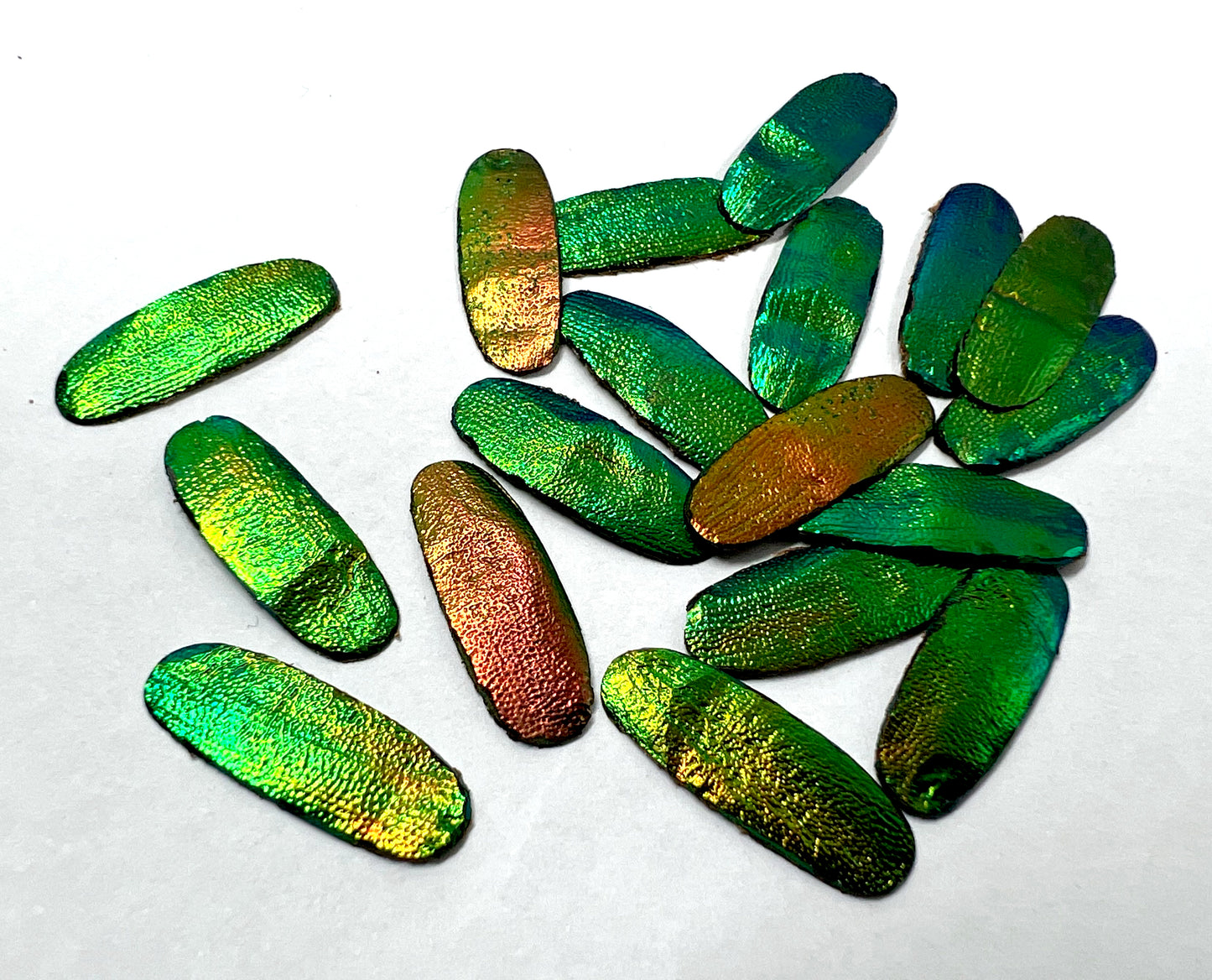 Jewel Beetles Wings UNDRILLED NO-HOLE 100 Pcs for Art & Craft (Tile Round 1 X 2 CM)