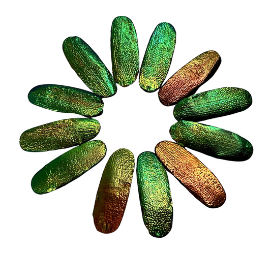 Jewel Beetles Wings UNDRILLED NO-HOLE 100 Pcs for Art & Craft (Tile Round 1 X 2 CM)