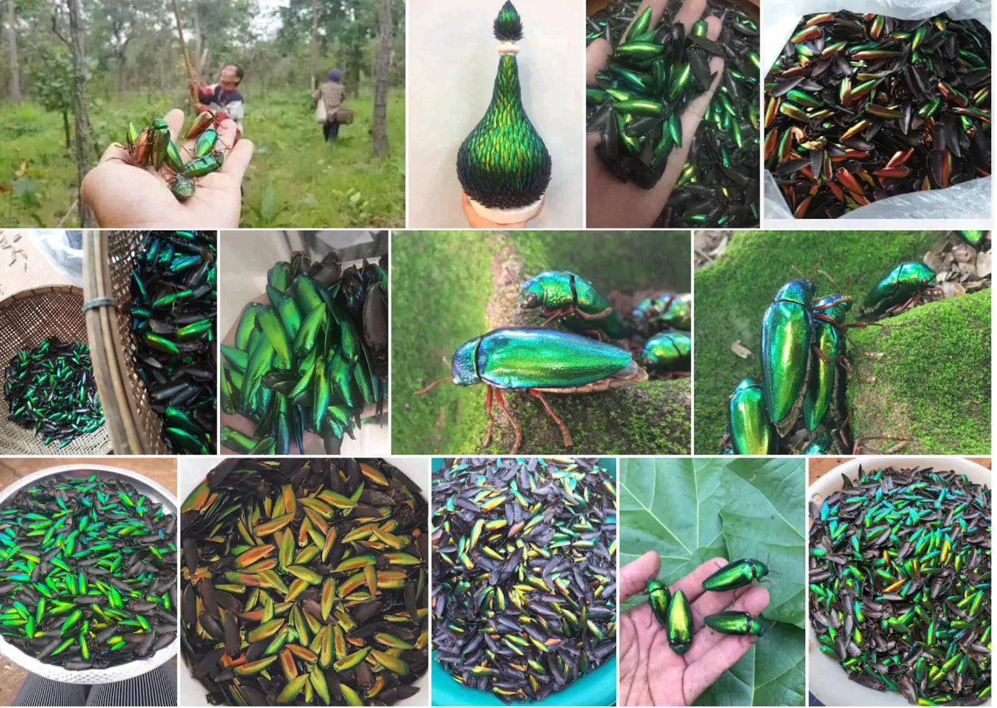Jewel Beetle Wings UNDRILLED NO-HOLE 100 Pcs Natural Wings - Rhombus 4 X 6 MM