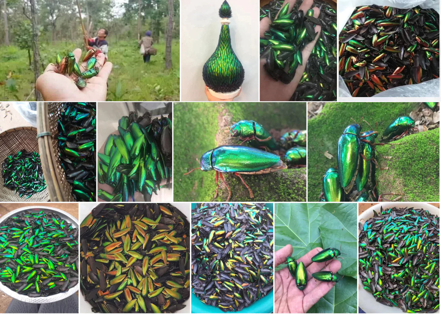 Jewel Beetle Wings UNDRILLED NO-HOLE 100 Pcs Natural Wings - Rhombus 5 X 3 MM
