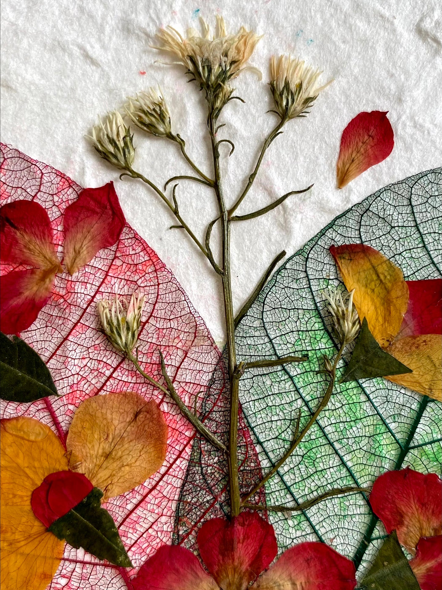 Sunne Tropical 4 Cards Random Pack Handmade Mulberry Paper Greeting Card 5x7 Inch Real Pressed Flowers- Skeleton Bodhi Leaf & Skeleton Rubber Leaf